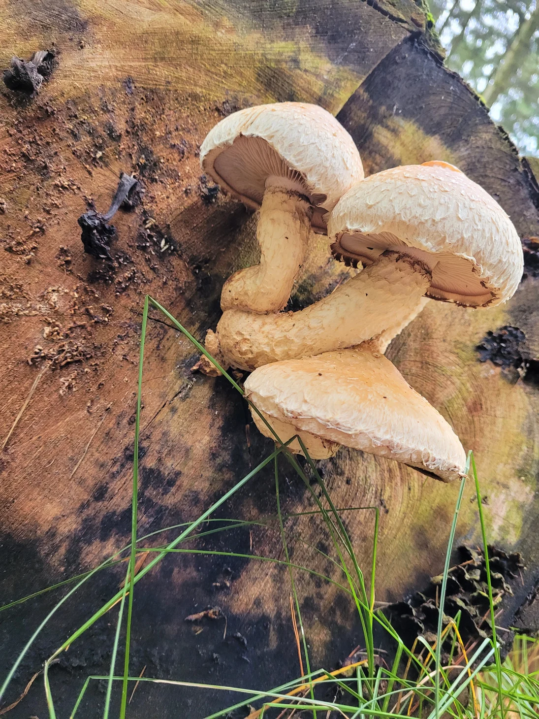 Zwei Pilze an einem Baumstamm.